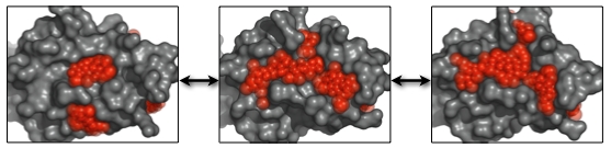 copy_of_transient_probes